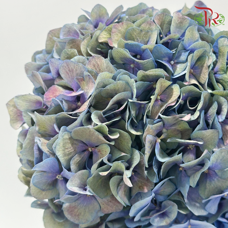 Hydrangea - Tone Blue Mixed Purple & Green (Per Stem) **Capitulum Measurement:15-16cm**-Tone Blue Mixed Purple & Green-China-prflorist.com.my