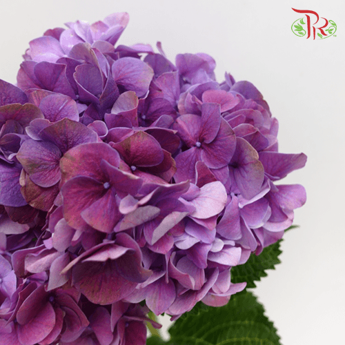 Hydrangea - Tone Purple (Per Stem)-Purple-Netherland-prflorist.com.my