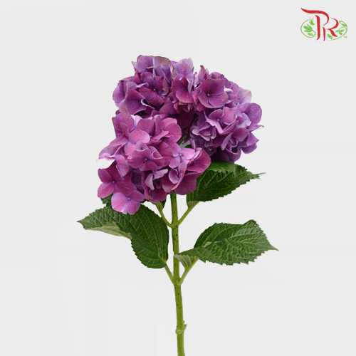 Hydrangea - Tone Purple (Per Stem)-Purple-Netherland-prflorist.com.my