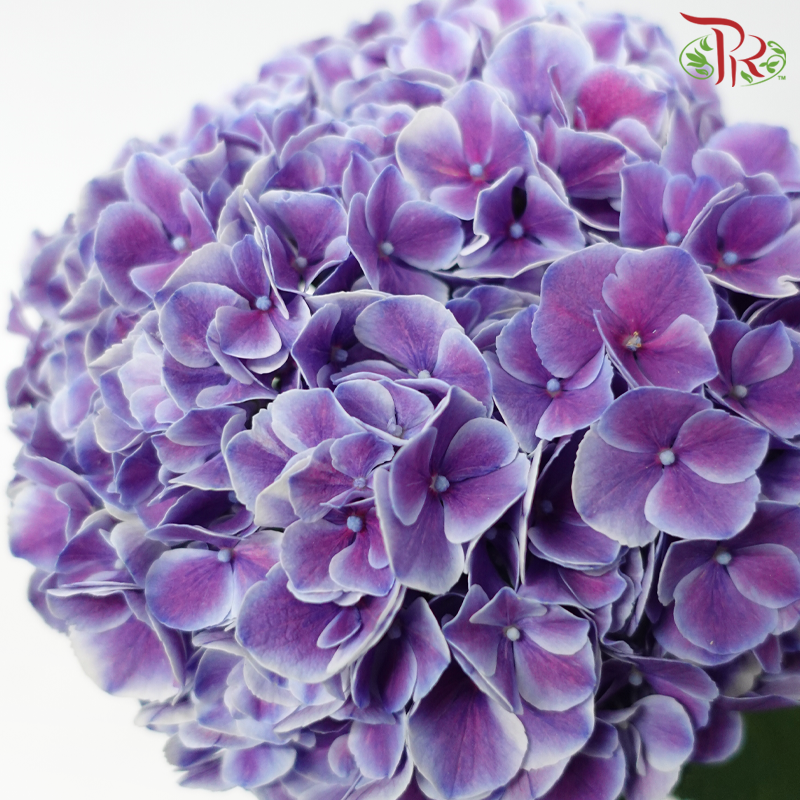 Hydrangea - Tone Purple With White Outline (Per Stem)-Purple-Netherland-prflorist.com.my