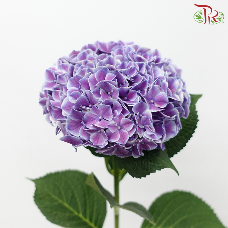 Hydrangea - Tone Purple With White Outline (Per Stem)-Purple-Netherland-prflorist.com.my