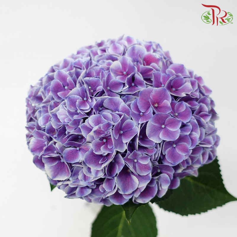 Hydrangea - Tone Purple With White Outline (Per Stem)-Purple-Netherland-prflorist.com.my