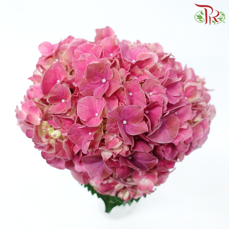 Hydrangea - Trophy Cherry Pink Red (Per Stem)-Red-Vietnam-prflorist.com.my