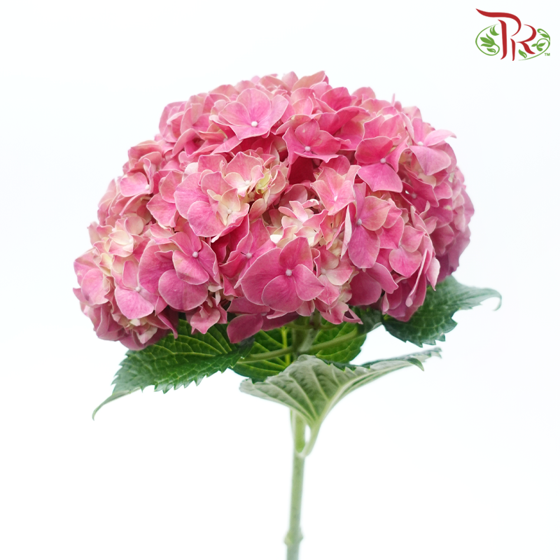 Hydrangea - Trophy Cherry Pink Red (Per Stem)-Red-Vietnam-prflorist.com.my