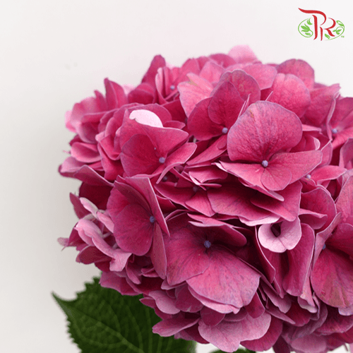 Hydrangea - Trophy Mix Colour (Per Stem)-Vietnam-prflorist.com.my