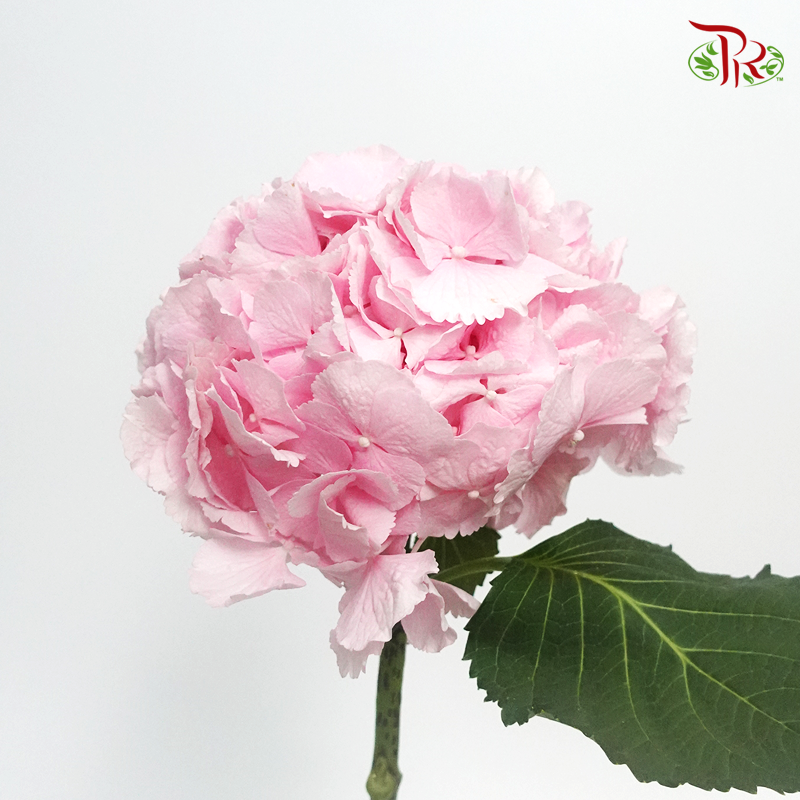 Hydrangea - Verena Light Pink (Per Stem)-Pink-Netherland-prflorist.com.my