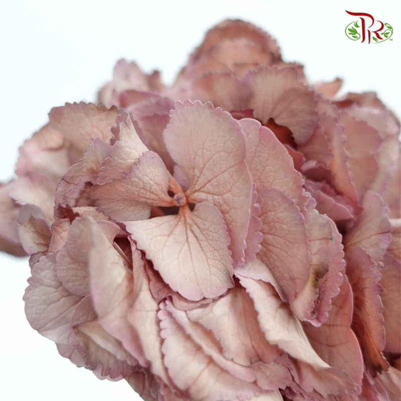 Hydrangea VIP Dyed Brownies - (Per Stem)-Netherland-prflorist.com.my