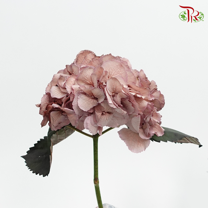 Hydrangea VIP Dyed Brownies - (Per Stem)-Netherland-prflorist.com.my