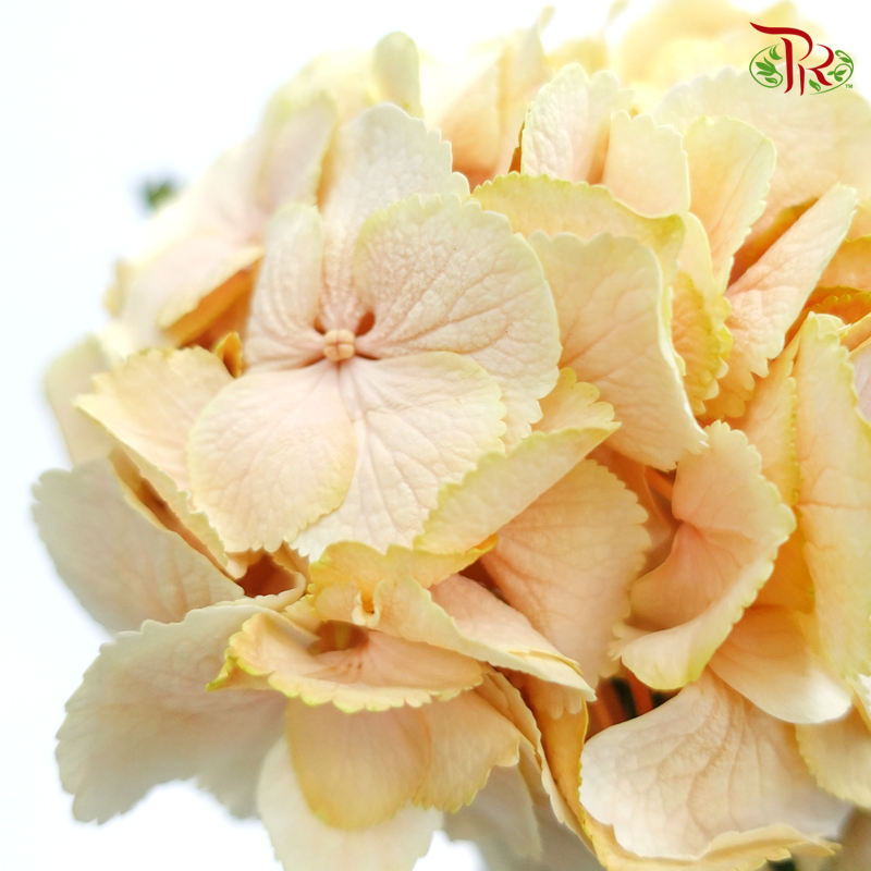 Hydrangea VIP Dyed Soft Caramel - (Per Stem)-Netherland-prflorist.com.my