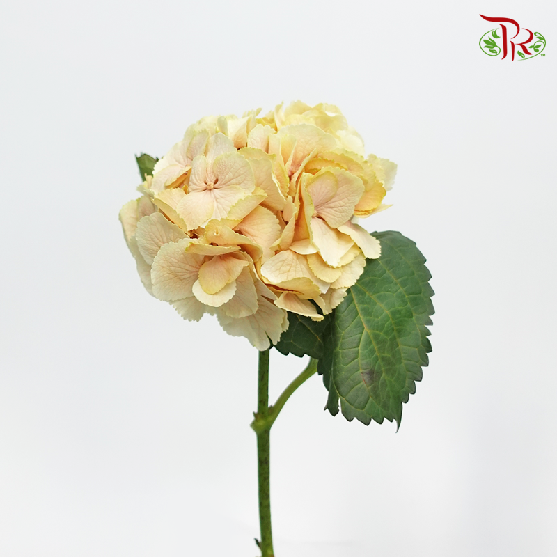 Hydrangea VIP Dyed Soft Caramel - (Per Stem)-Netherland-prflorist.com.my
