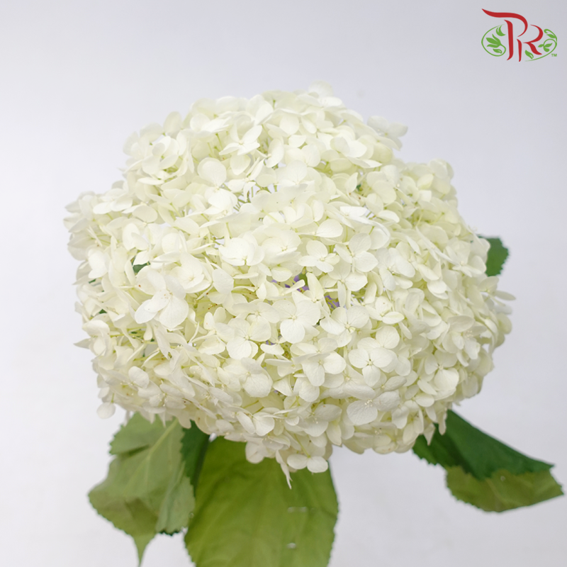Hydrangea - White Dove (Per Stem)-White Dove-China-prflorist.com.my