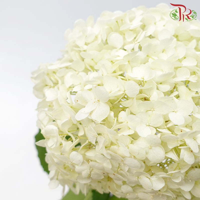 Hydrangea - White Dove (Per Stem)-White Dove-China-prflorist.com.my
