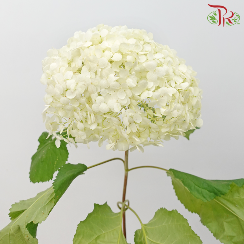 Hydrangea - White Dove (Per Stem)-White Dove-China-prflorist.com.my