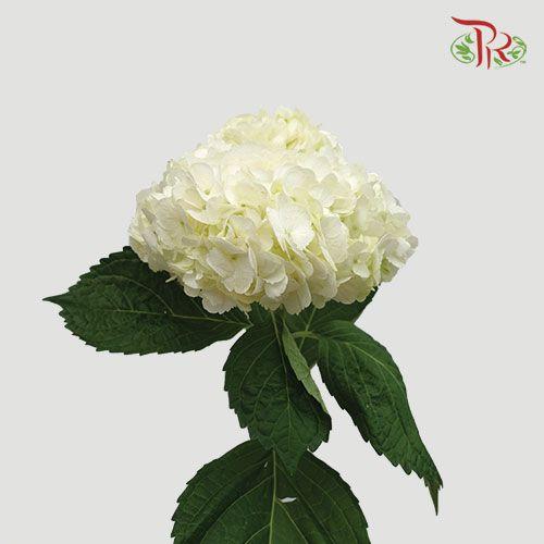 Hydrangea - White ( Per Stem) **Capitulum Measurement 14-16cm**-White-China-prflorist.com.my