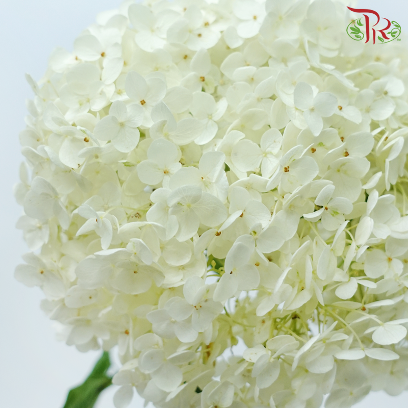 Hydrangea - White (Per Stem)-White-China-prflorist.com.my