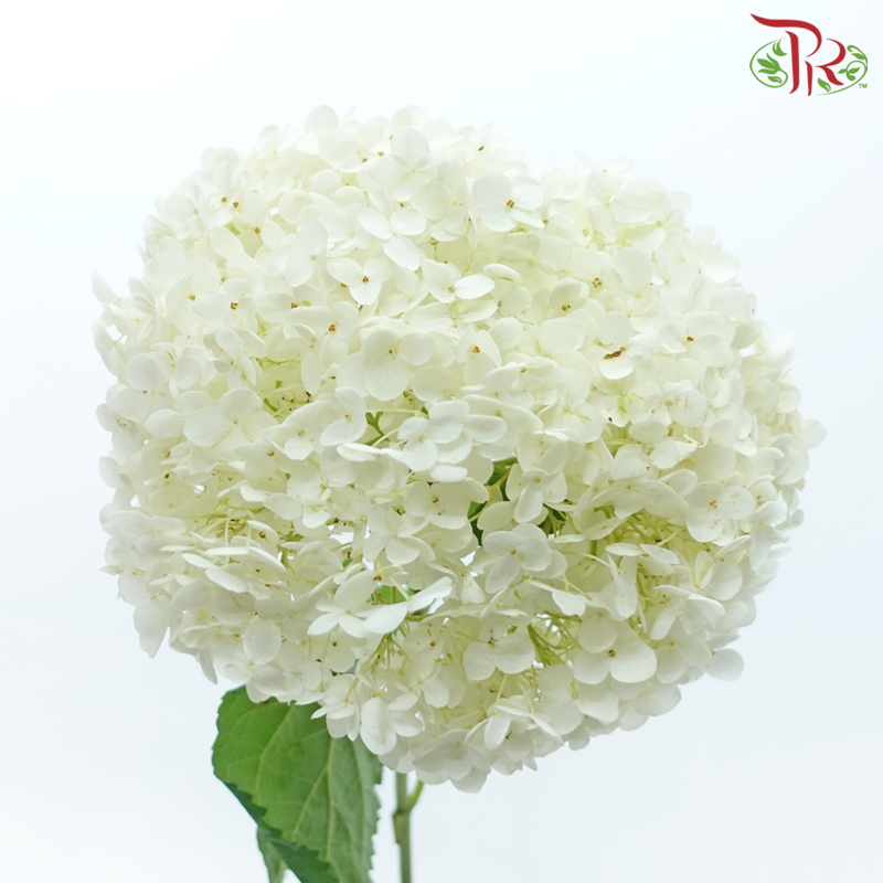 Hydrangea - White (Per Stem)-White-China-prflorist.com.my