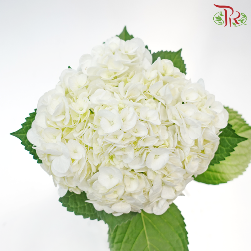 Hydrangea - White (Per Stem)-White-Malaysia-prflorist.com.my