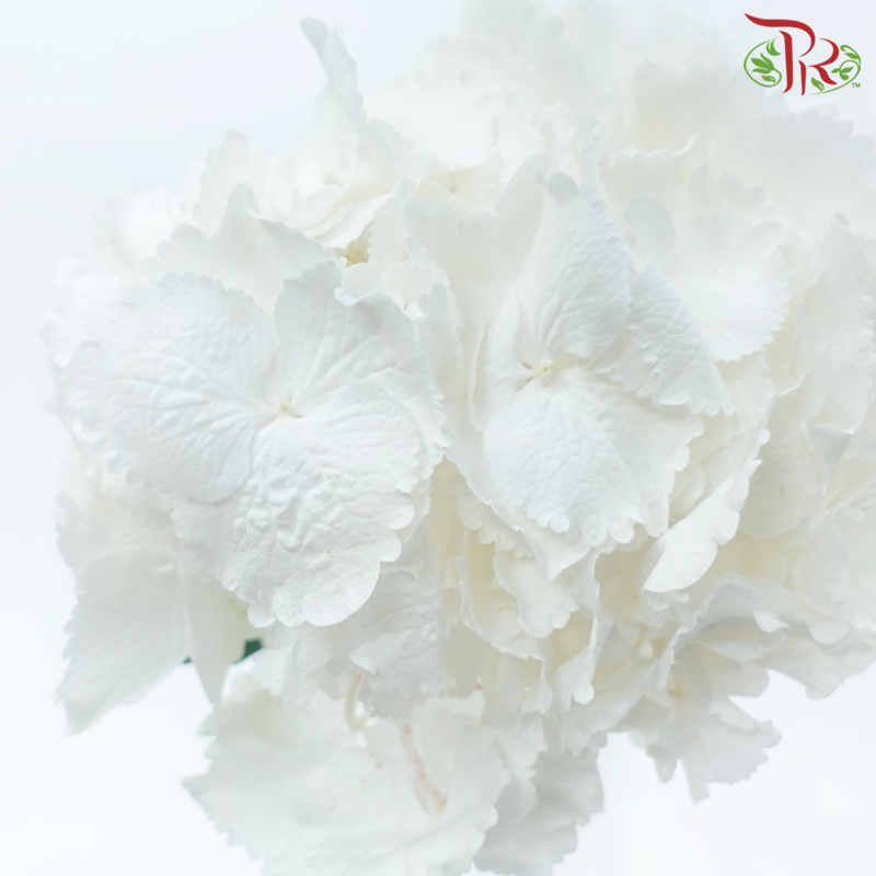 Hydrangea - White (Per Stem)-White-Netherland-prflorist.com.my