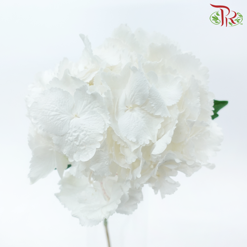 Hydrangea - White (Per Stem)-White-Netherland-prflorist.com.my