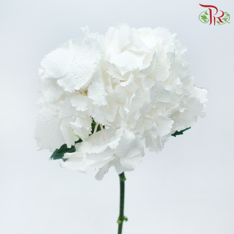 Hydrangea - White (Per Stem)-White-Netherland-prflorist.com.my