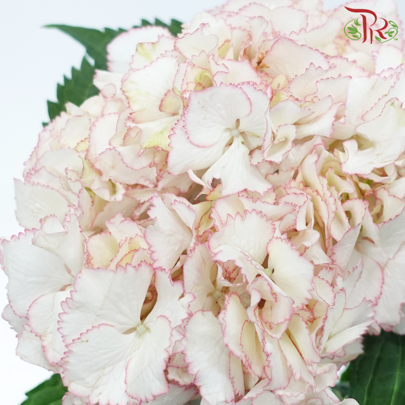 Hydrangea - White With Pink Outline (Per Stem)-White With Pink Outline-China-prflorist.com.my
