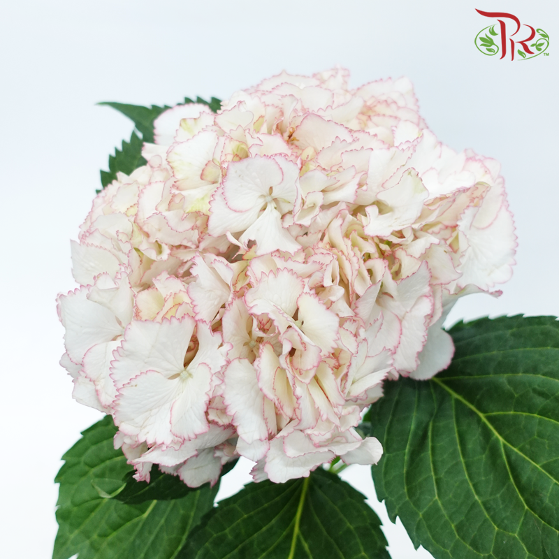 Hydrangea - White With Pink Outline (Per Stem)-White With Pink Outline-China-prflorist.com.my
