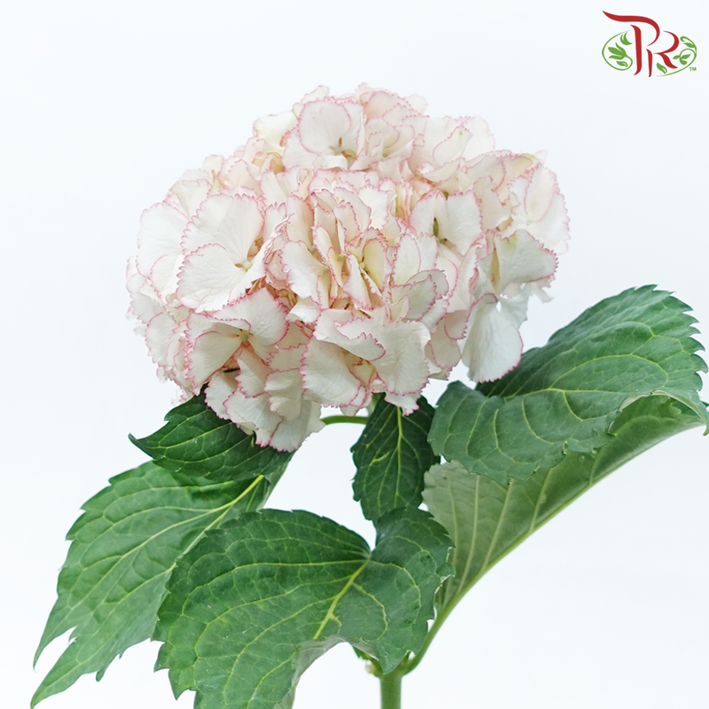 Hydrangea - White With Pink Outline (Per Stem)-White With Pink Outline-China-prflorist.com.my