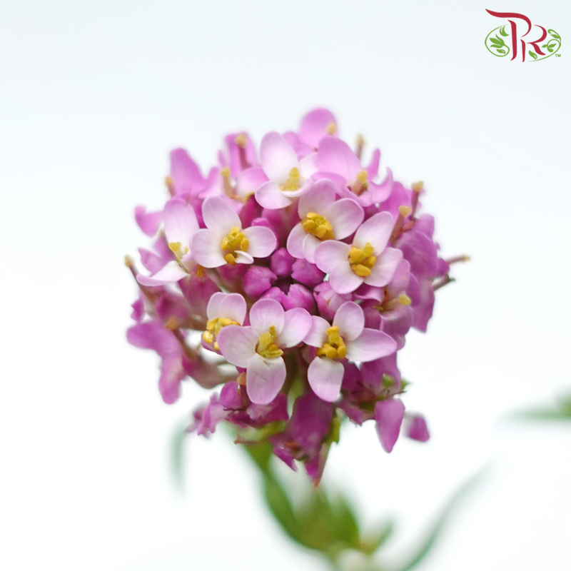 Iberis Amara - Cherry Pink (Per Bunch)-Cherry Pink-China-prflorist.com.my