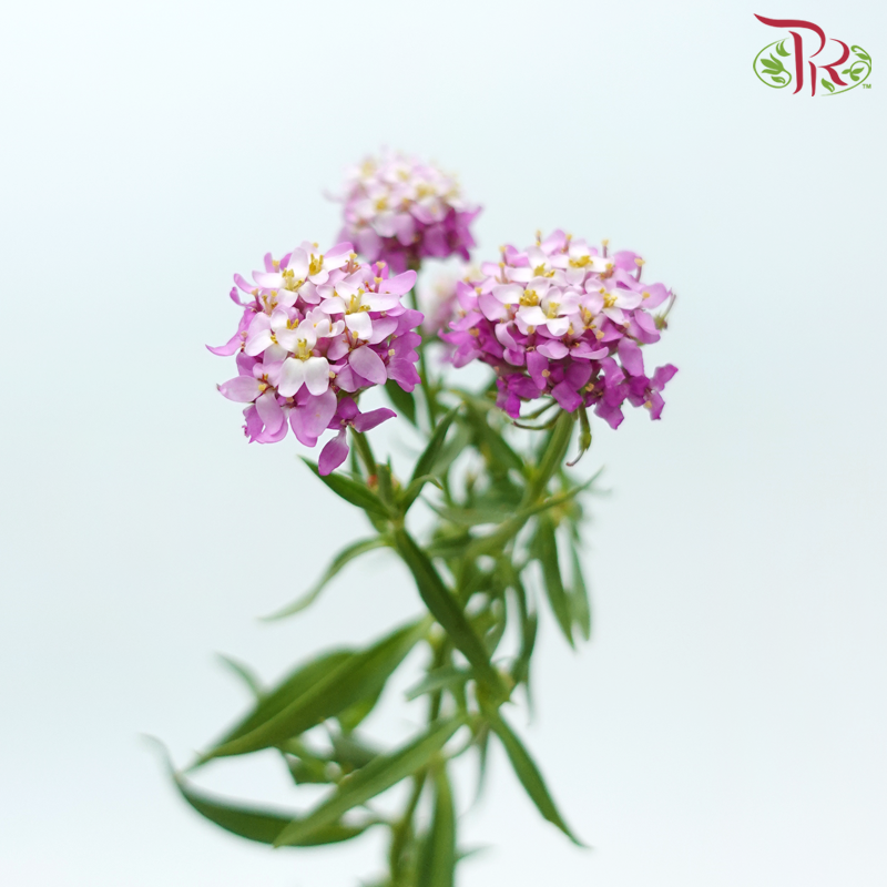 Iberis Amara - Cherry Pink (Per Bunch)-Cherry Pink-China-prflorist.com.my
