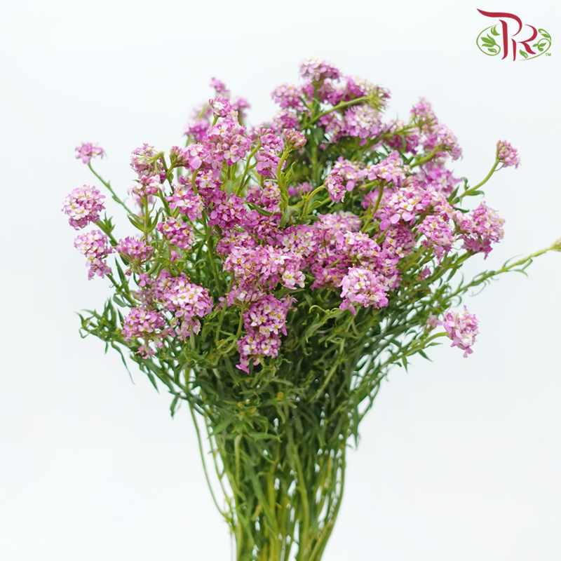 Iberis Amara - Cherry Pink (Per Bunch)-Cherry Pink-China-prflorist.com.my