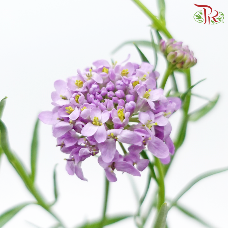 Iberis Amara - Purple (Per Bunch)-Purple-China-prflorist.com.my