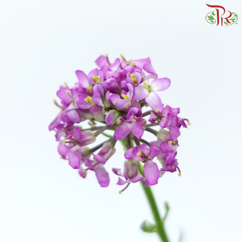 Iberis Amara - Purple (Per Bunch)-Purple-China-prflorist.com.my
