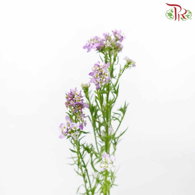 Iberis Amara - Purple (Per Bunch)-Purple-China-prflorist.com.my