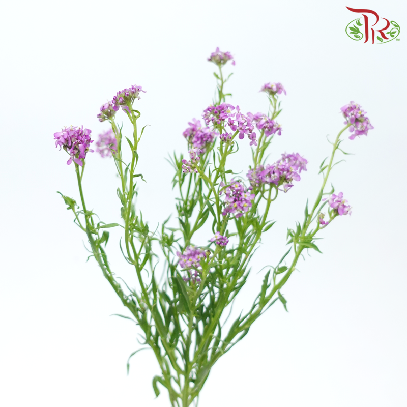 Iberis Amara - Purple (Per Bunch)-Purple-China-prflorist.com.my