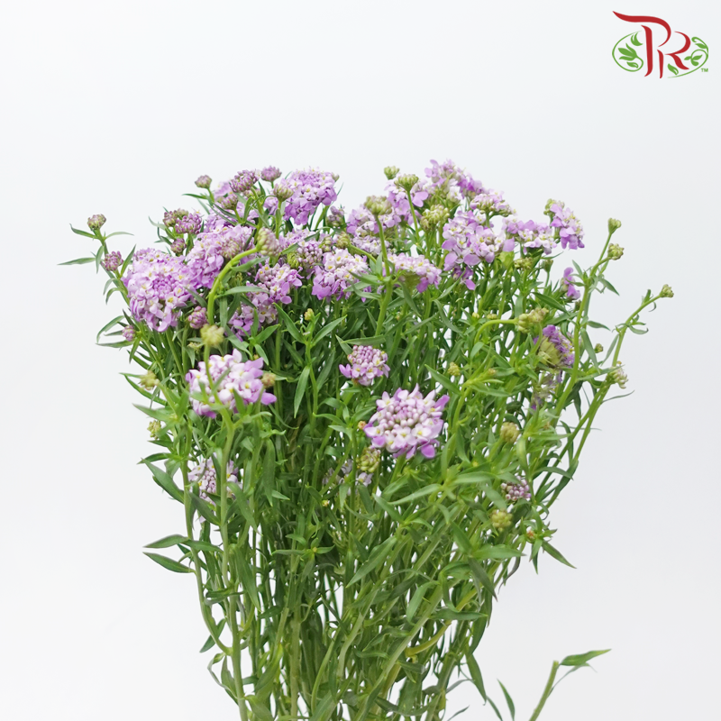 Iberis Amara - Purple (Per Bunch)-Purple-China-prflorist.com.my