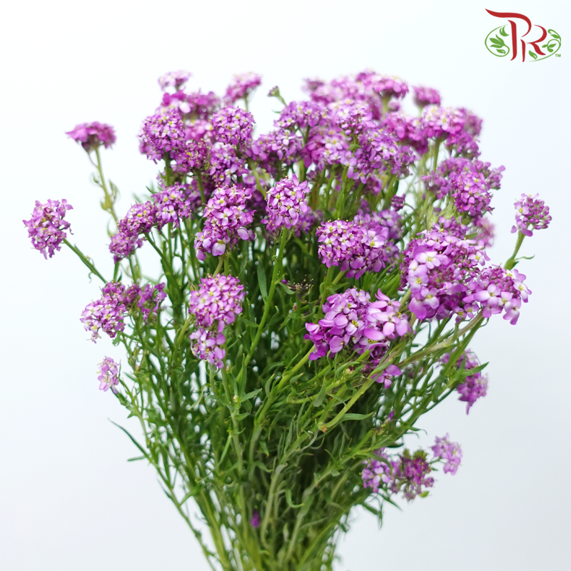 Iberis Amara - Purple (Per Bunch)-Purple-China-prflorist.com.my