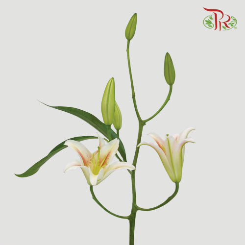 Lily Oriental Light Pink 2 & 3 & 4+ - (5 Stems) - Pudu Ria Florist