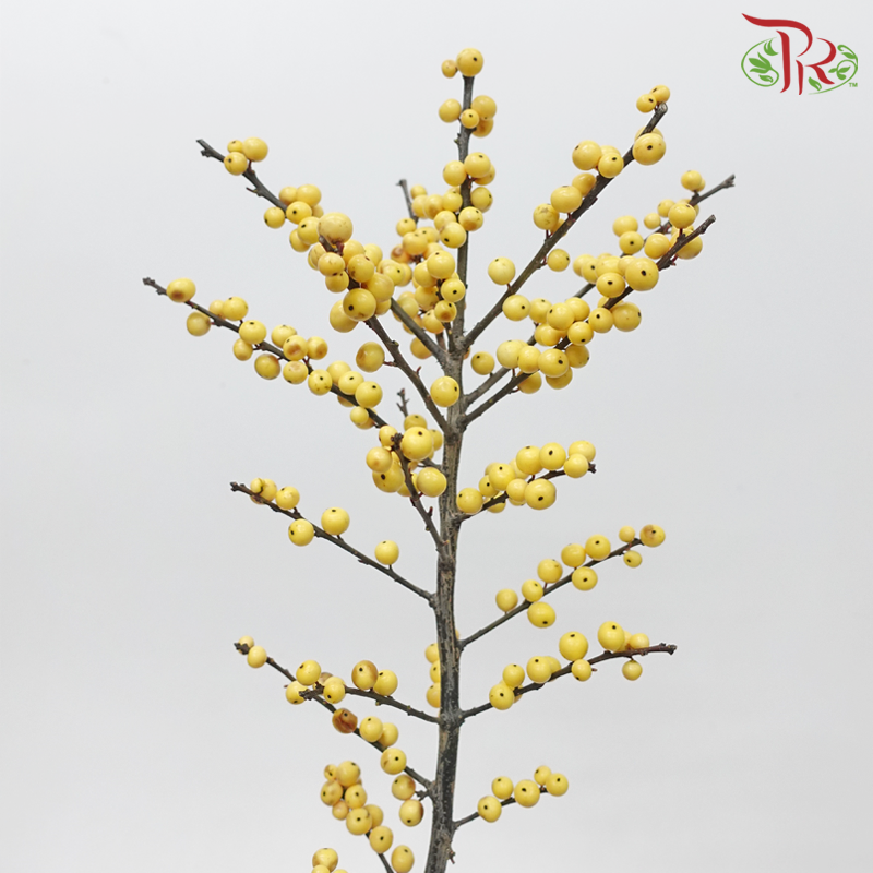 Ilex - Gold 80cm (Per Stem)-Gold-Netherland-prflorist.com.my