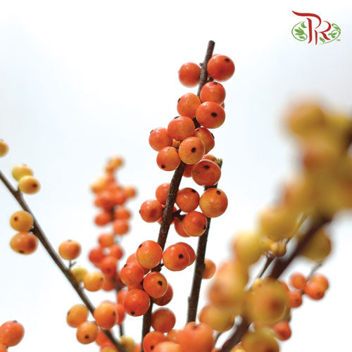 Ilex Verticlilata Gold - 60cm (Per Stem)-Netherland-prflorist.com.my