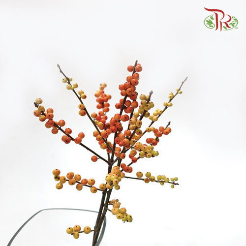 Ilex Verticlilata Gold - 60cm (Per Stem)-Netherland-prflorist.com.my