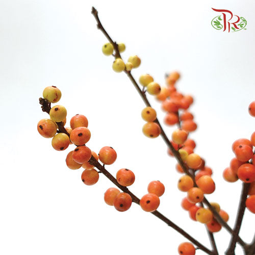 Ilex Verticlilata Gold - 60cm (Per Stem)-Netherland-prflorist.com.my