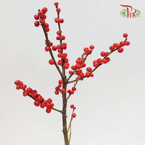 Ilex Verticlilata Red - 50cm (Per Stem)-Red-Netherland-prflorist.com.my
