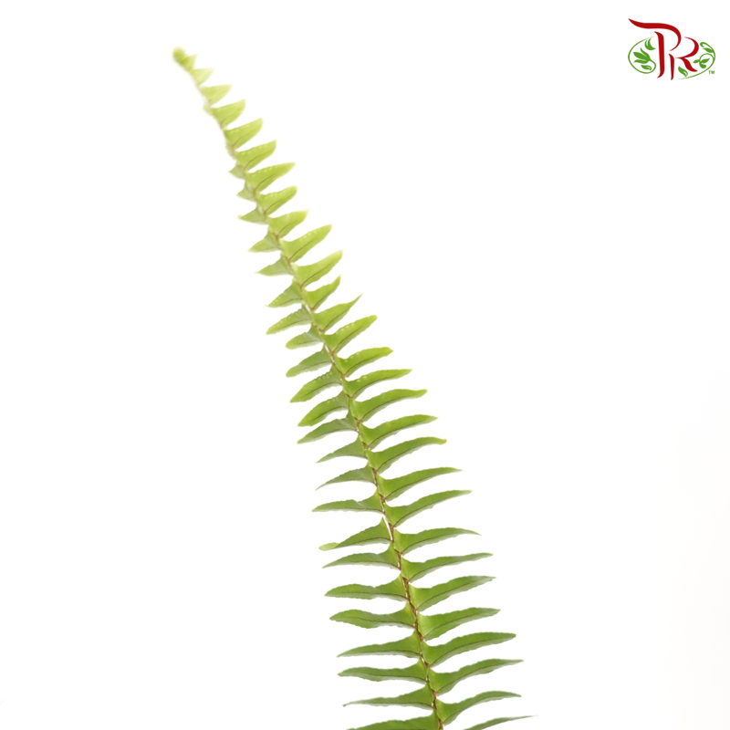 Sword Fern (Per Bunch) - Pudu Ria Florist