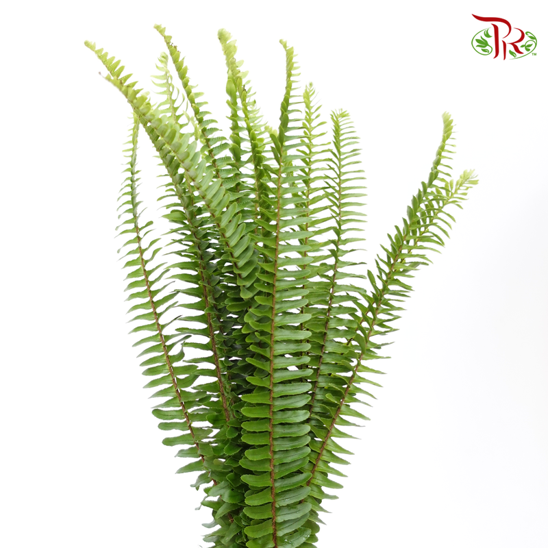 Sword Fern (Per Bunch) - Pudu Ria Florist
