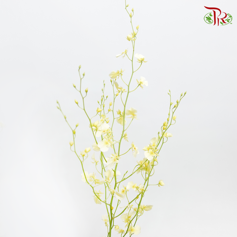 Orchid Oncidium Cream Light Yellow -Long  - (10 Stems) - Pudu Ria Florist