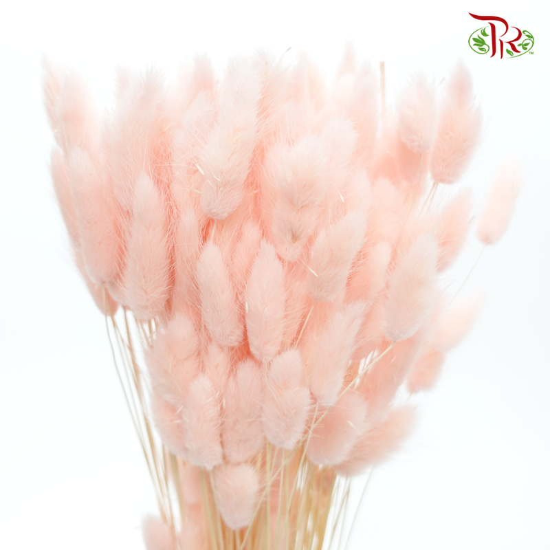 Dry Lagurus Bunny Tail - Seashell Pink ( Per Bunch) - Pudu Ria Florist