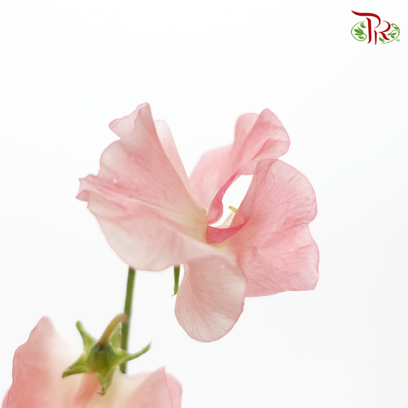Sweet Pea - Flamingo Pink In Bright Tone (10 stems) - Pudu Ria Florist