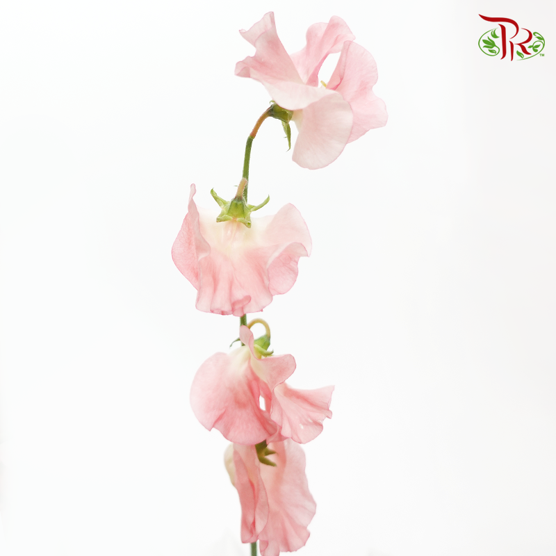 Sweet Pea - Flamingo Pink In Bright Tone (10 stems) - Pudu Ria Florist
