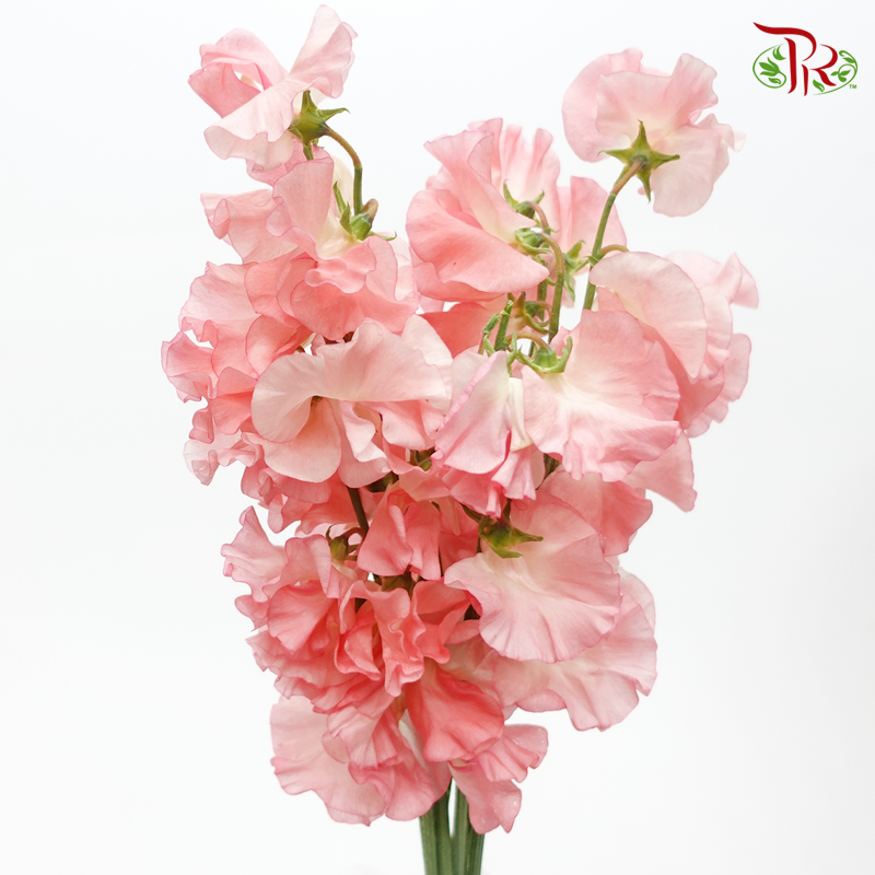 Sweet Pea - Flamingo Pink In Bright Tone (10 stems) - Pudu Ria Florist