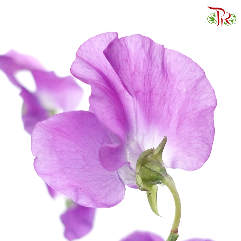 Sweet Pea - French Violet (10 stems) - Pudu Ria Florist
